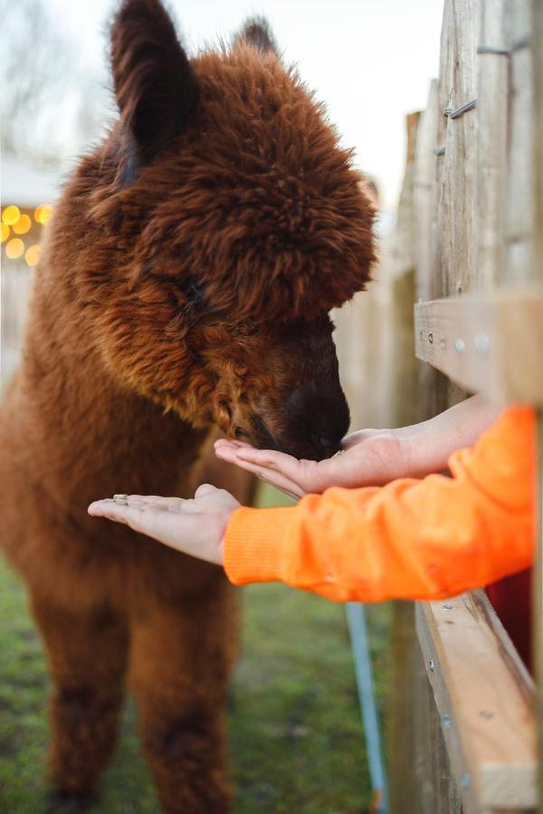 Wereldse Bell Tenten Met Alpaca'S Paasloo المظهر الخارجي الصورة